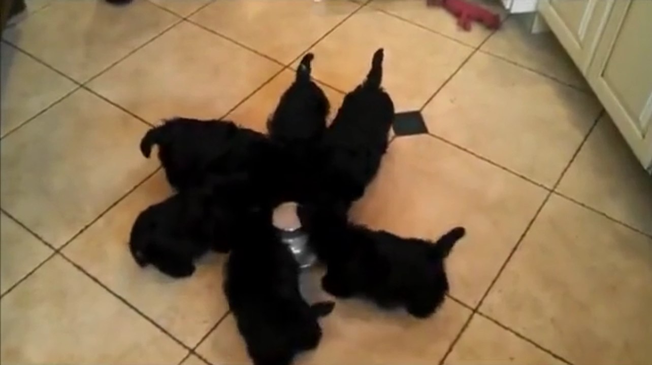 Puppies Performing Curious Dance While Eating Lunch