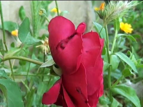 BAŞMAKÇI-YAKA köyü HALİL ÖZCAN ın oğlu BÜLENT ÖZCAN ın düğünü 2015