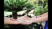 Temporary Tattoo Stencils | Shimmer Tattoos