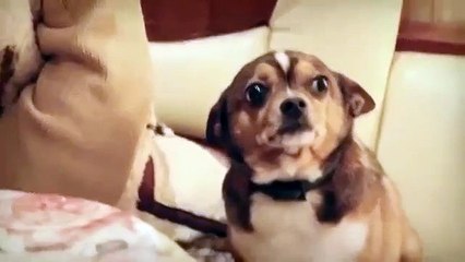 Ржачная собака!