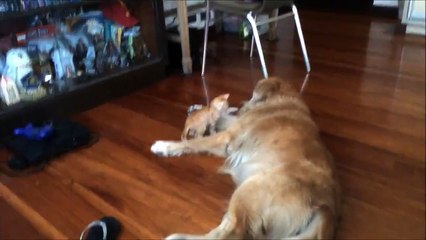 This Cat And Dog Have What You Might Call A Love Hate Relation