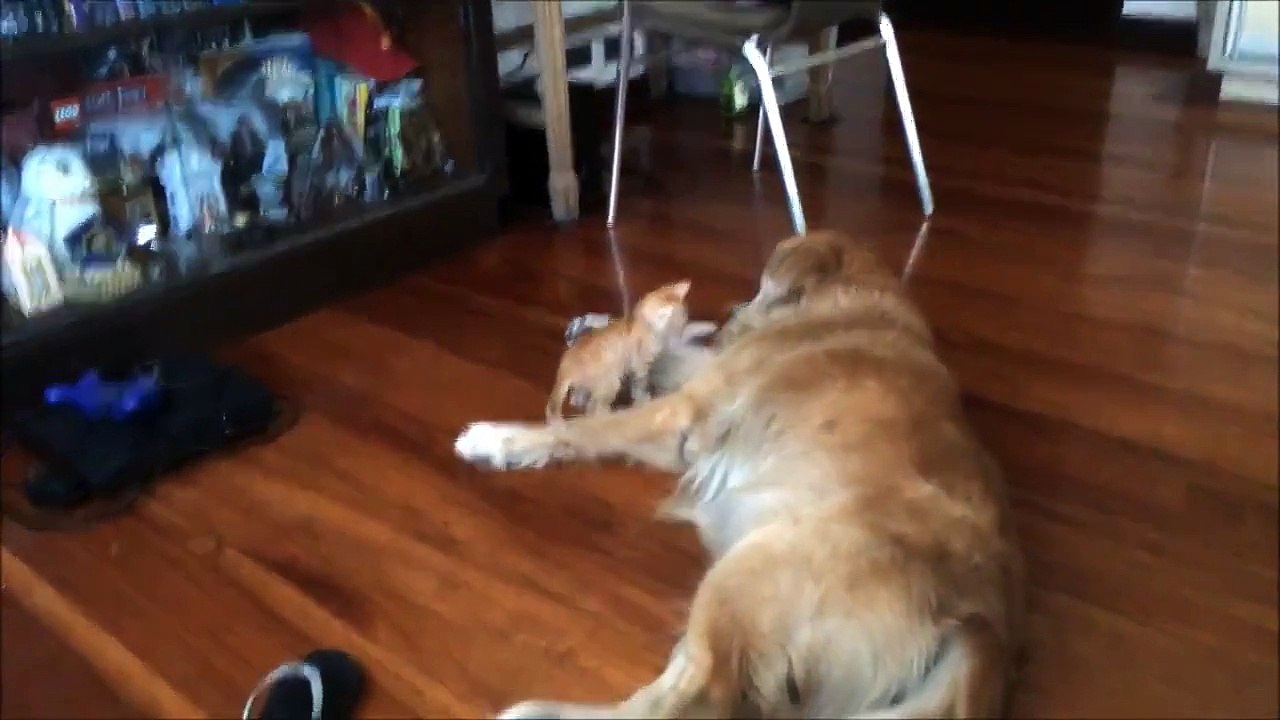 This Cat And Dog Have What You Might Call A Love Hate Relation