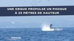 Une orque propulse un phoque à 25 mètres de hauteur