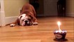 Un bulldog effrayé par son gateau et sa bougie d'anniversaire... hilarant