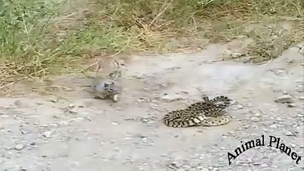 Squirrel vs Snake Death Fight Incredible Video