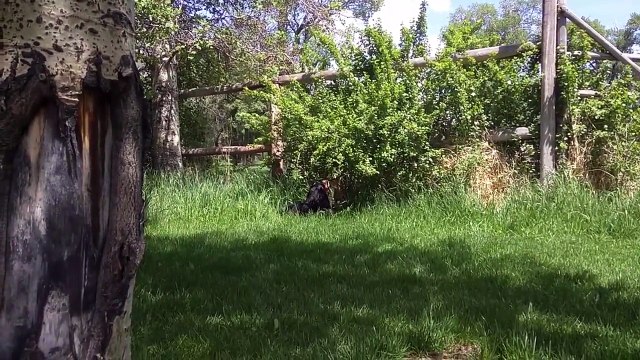 Un petit faon refuse de quitter l’homme qui l’a sauvé
