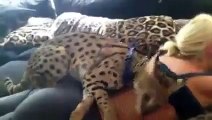 Nice booty, eaten by cheetah 2015 Vahşi Kedinin Kıza Yaptığına Bak