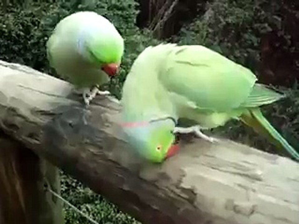 Parrot Talking Each Other