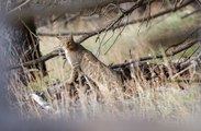 Chat sauvage dans les Pyrénées Orientales - Octobre 2015