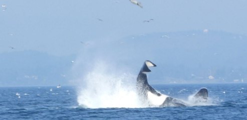 Une maman loutre échappe aux orques