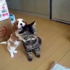 I love This Cat's Perseverance