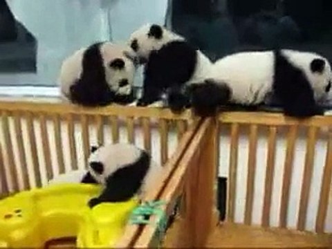 Панды играют в комнате