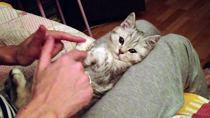 ПЛАСТИЛИНОВЫЙ КОТИК