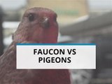 Des faucons lâchés en ville pour faire fuir les pigeons