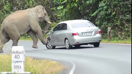 Elephant playing with a car in Thailand