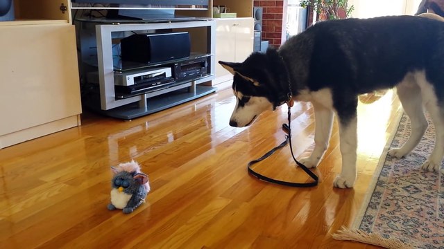 Funny Siberian Husky Puppy Scared by a Talking Toy
