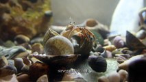 Pagurus Bernhardus Hermit Crab changes shell. Slow motion at the end