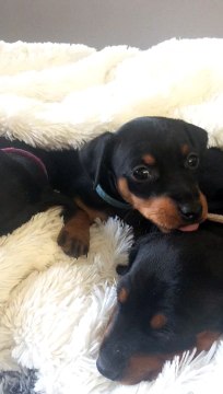 Chiot Pinscher nain 5 semaines La Comté Victoire De Boo