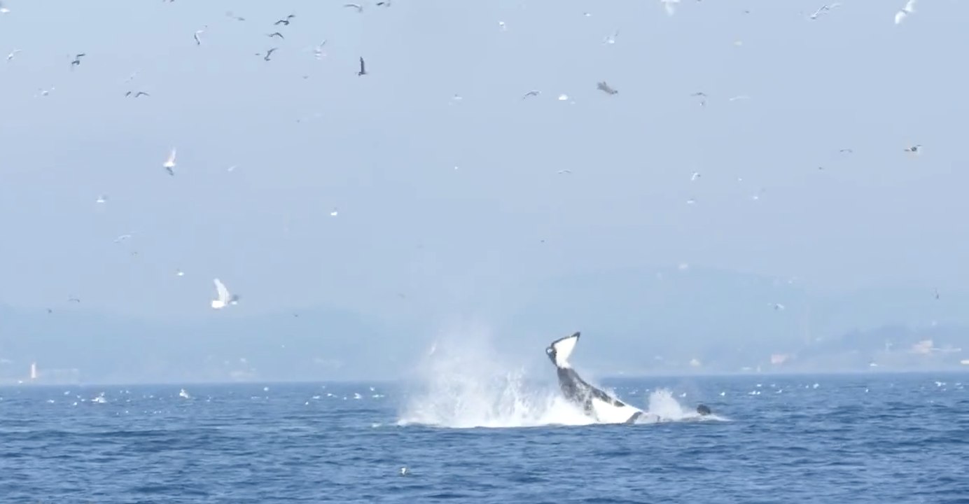 Une orque propulse un phoque à 25 mètres de hauteur !