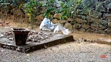 Cat Igrunov. Funny cat avec un chaton joue le fou