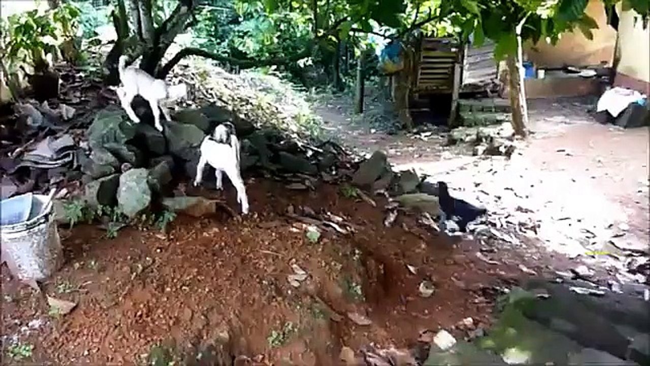 Cabras. Cabras divertidas saltan