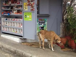 Μαζικη δηλητηρίαση σκυλιών στο Καρπενήσι