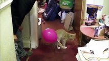 Chats et chiens contre des ballons. Les chats et les chiens drôles