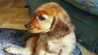 NUEVO! Cats and dogs with big cute eyes - Funny and cute animal compilation zxvf