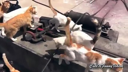 Cat Island. Funny cats vivent sur l'île