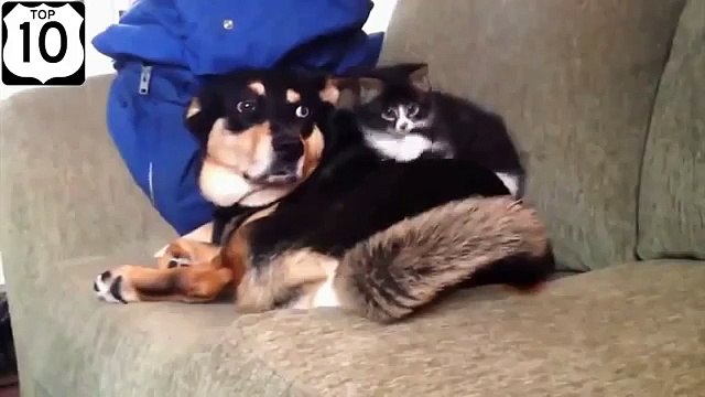 Cat chien tendresse. Chats drôles et chiens drôles les uns avec les autres