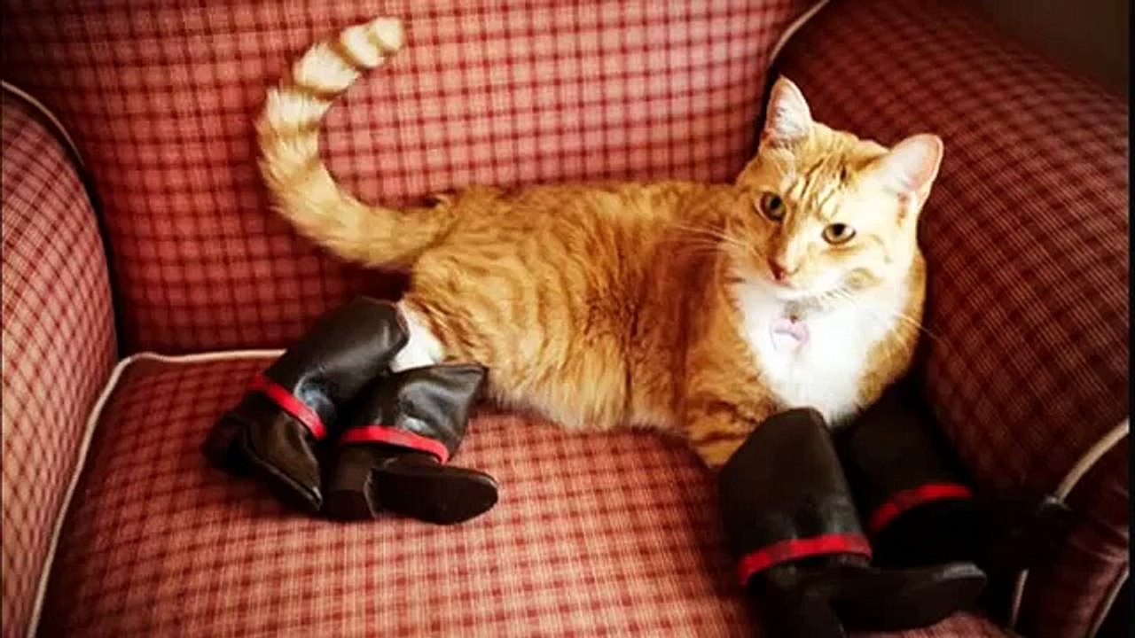 Chats et chiens de porter des chaussures. Chiens et chats en bottes