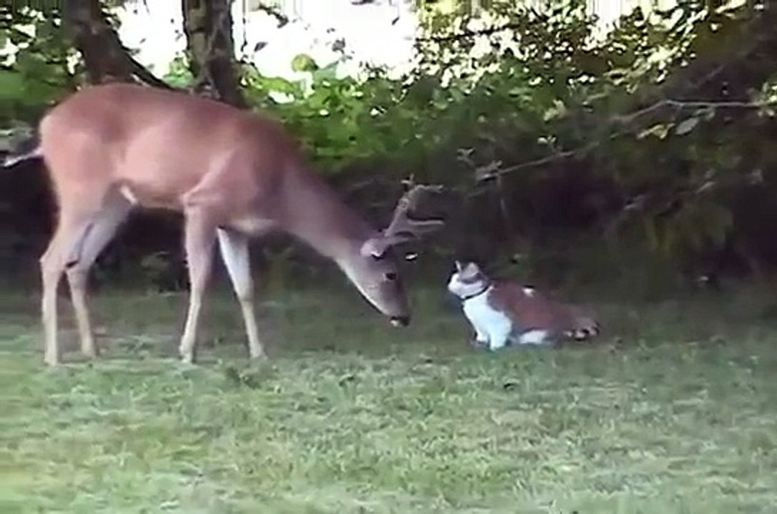 Chat et le cerf, rencontrer des étrangers. Cerfs de chat frais et drôles