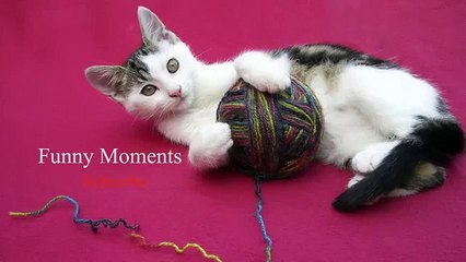 Chats jouant avec une corde. Funny cats contre les cordes