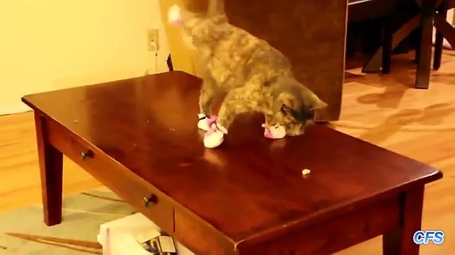 Chats portent des chaussettes. Funny cats en chaussettes