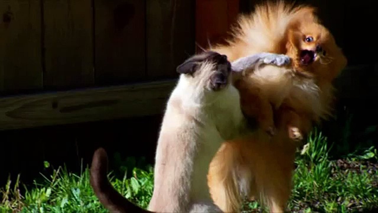 Chats gagner chiens. Les chats et les chiens drôles