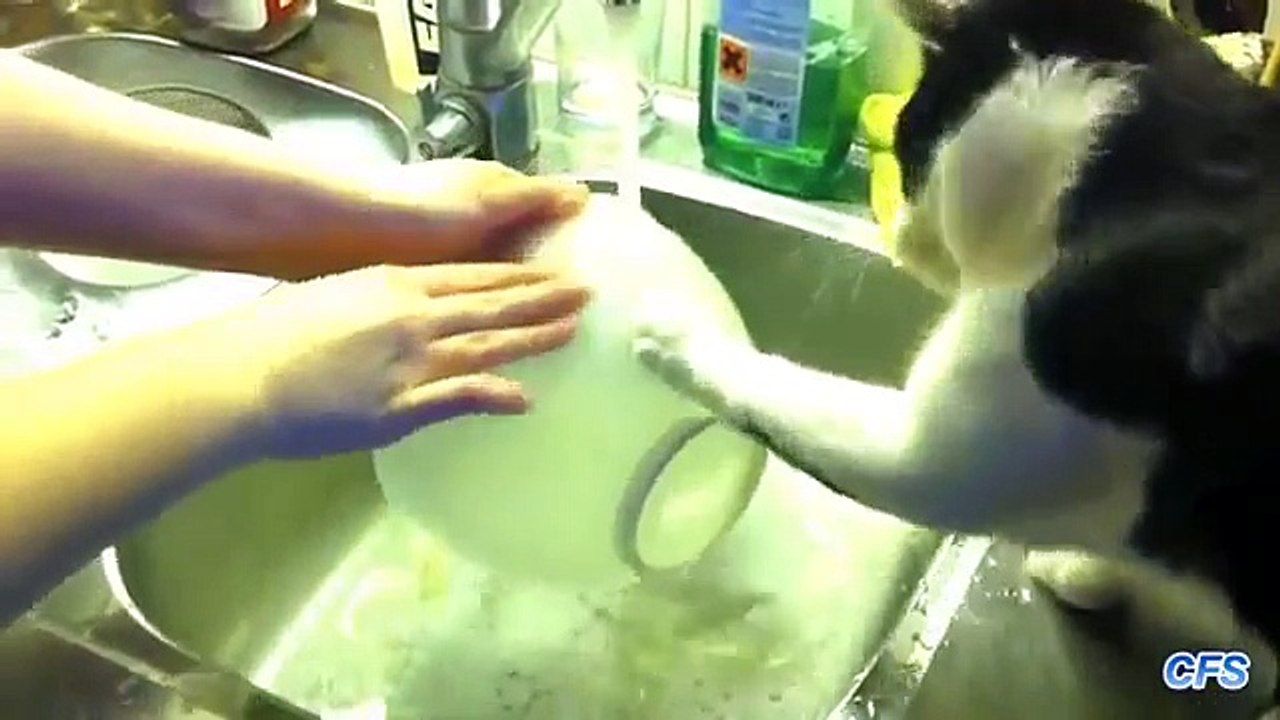 Chats contribuent à laver la vaisselle. Funny cats lavent la vaisselle