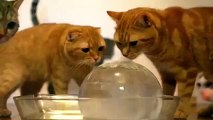 Chats et boule de glace. Chats drôles, chat et chatons avec boule de glace