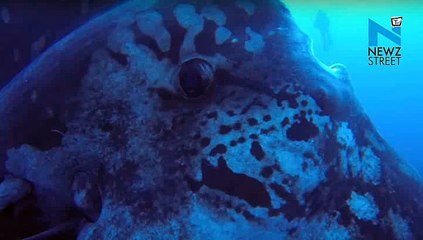 Underwater Heaven: Divers spot enormous ‘Sunfish’