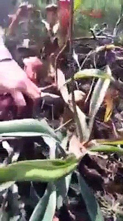 Cock shaped Plants..OMG
