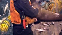 Unos pescadores atrapan por error un león marino