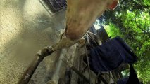 Une GoPro placée sur un chien de rue en Inde