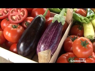 Nekoliko proverenih koraka za uspešno gajenje borovnice!_415_29.08.2015.