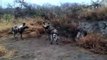 Epic Battle between Wild Dogs and Hyenas, Bloodshed in Kruger National Park.