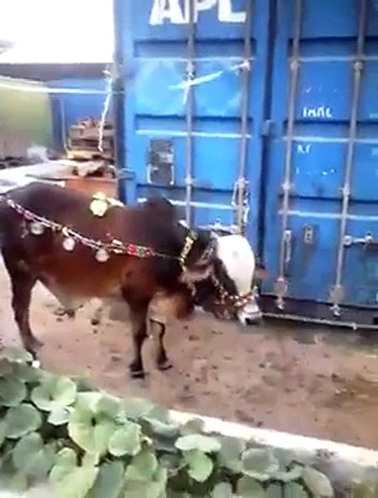 haha...bull attack at old man
