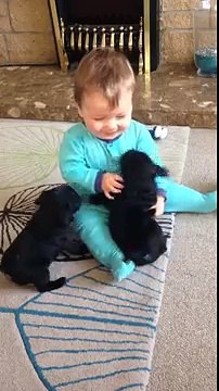 Deux chiots font des bisous à un bébé