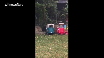 Cute bear plays in backyard