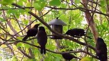 Bird cam - Feeder cam   Grackles