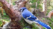 Bird Cam 1 - Blue Jays, Nuthatch and Chickadee