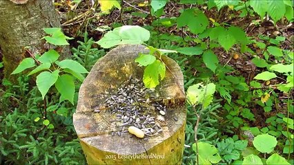 Bird Cam 2 - Blue Jays and Chickadees