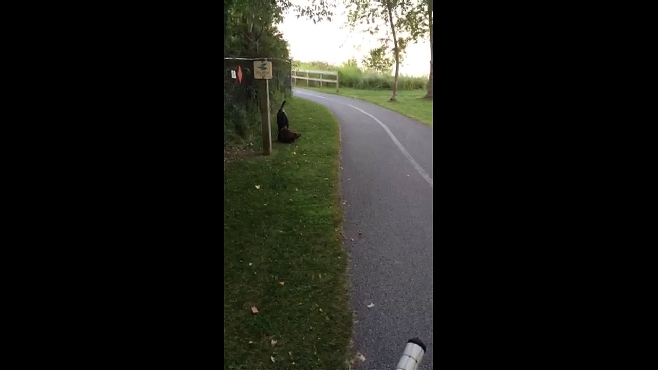 Dog meets wild beaver